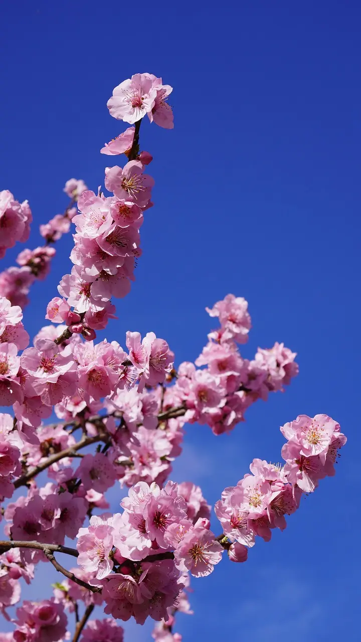 14 almond oil beauty hacks every woman should bookmark