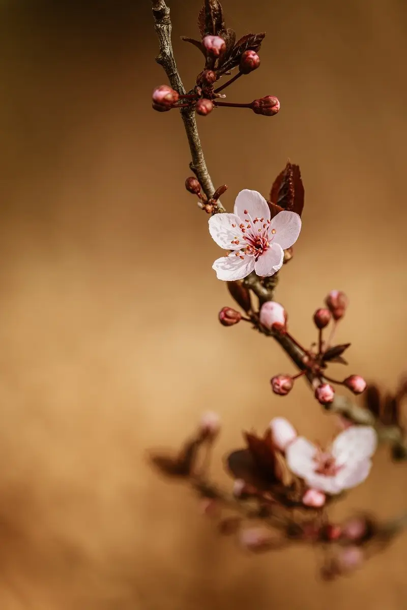 how to use almond oil for baby massage gentle techniques