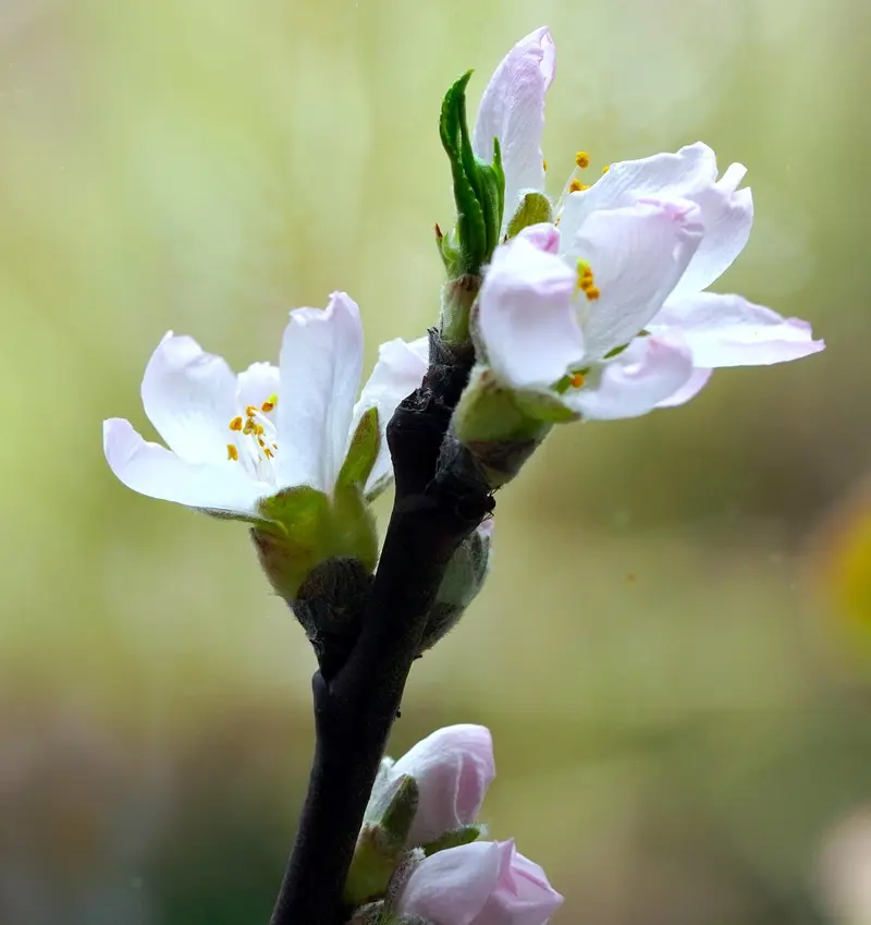 mothers day gift guide almond oil spa sets and diy