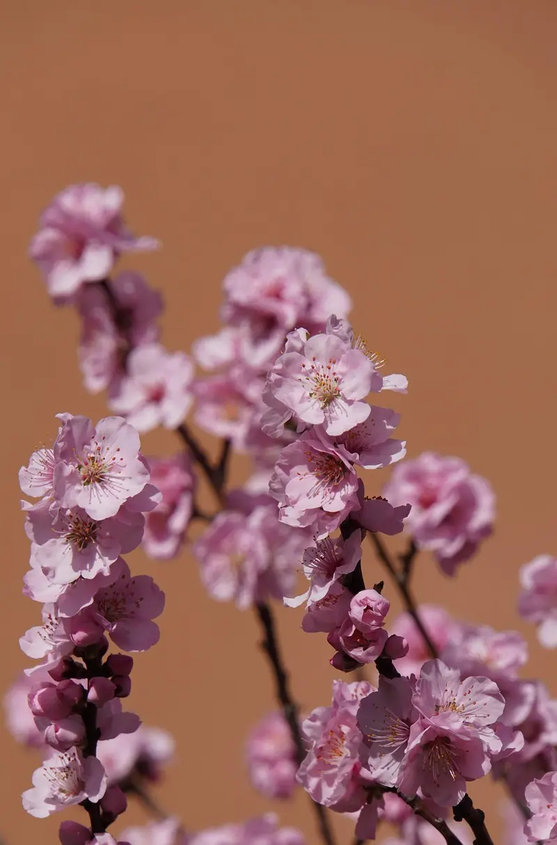 the clean beauty trend why almond oil is having a major